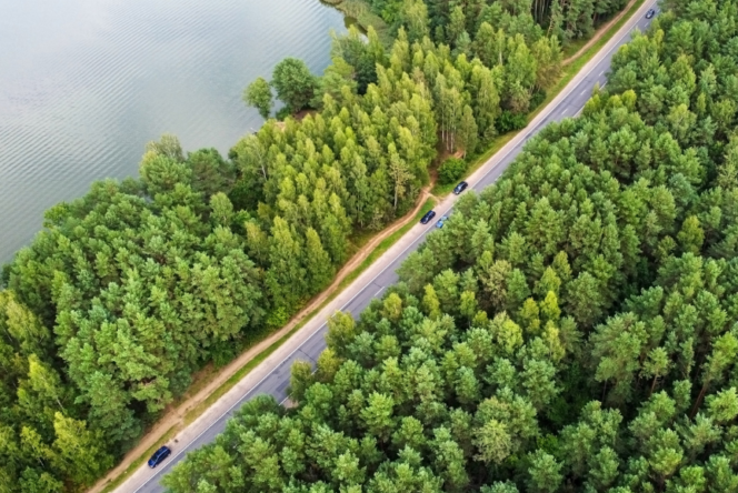 Grøn skog med en vei gjennom