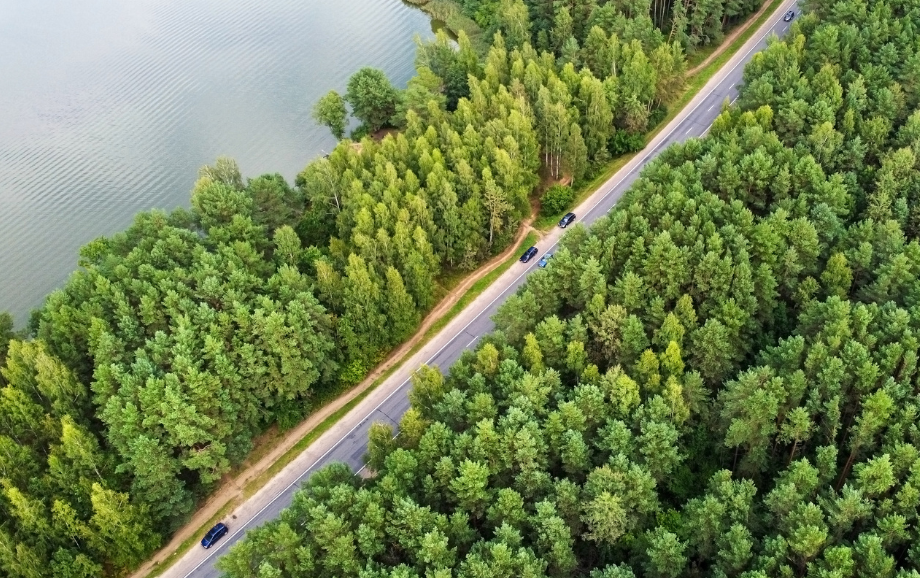 Grøn skog med en vei gjennom